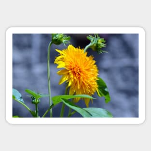 Yellow Dahlia Sticker